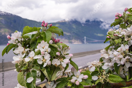 Hardanger fjord in late may, Norway photo