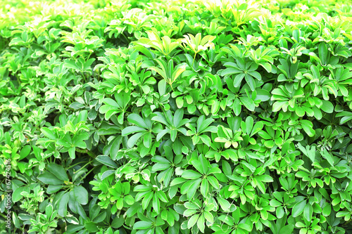 Beautiful green bush in garden, close-up