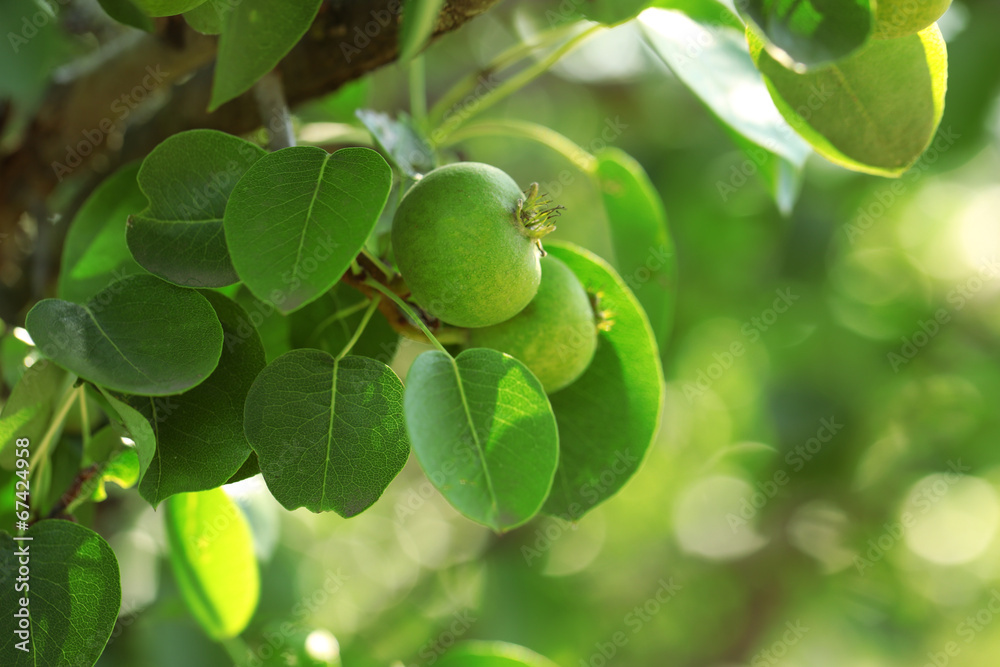 Obraz premium Beautiful spring leaves with fruits on tree outdoors