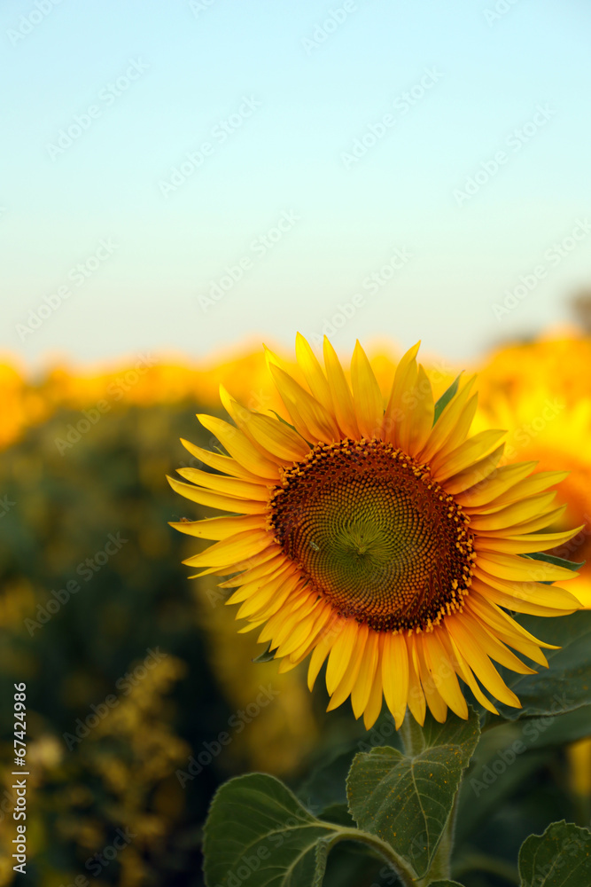 Beautiful sunflower in field