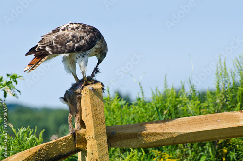 Tableau sur toile Red-Tailed Hawk Eating Captured Rabbit