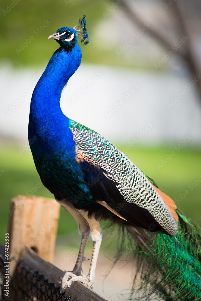 Fototapeta premium Peacock