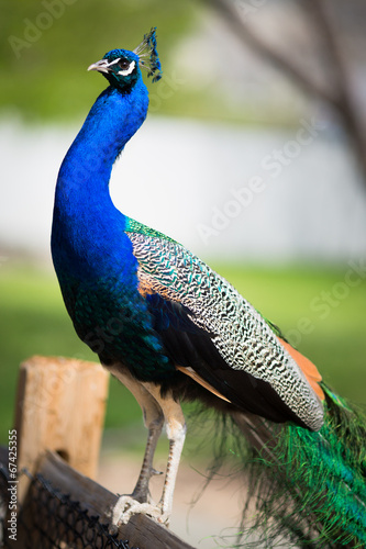 Peacock