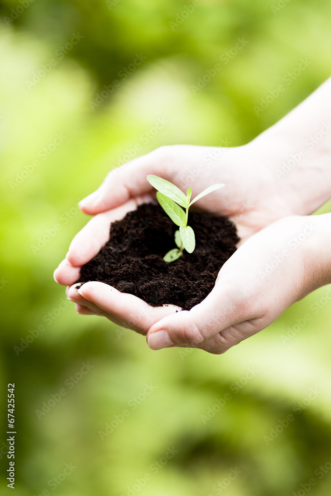 new life, plant in hands - grass background new life, plant in hands - grass background