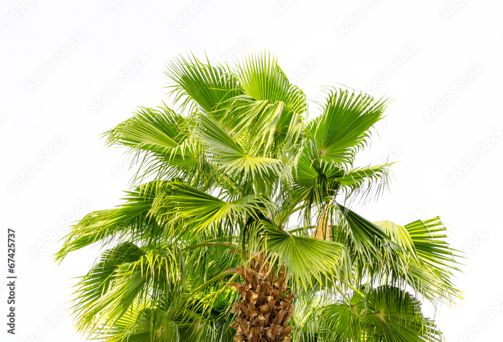 Fototapeta premium Palm tree isolated on white background