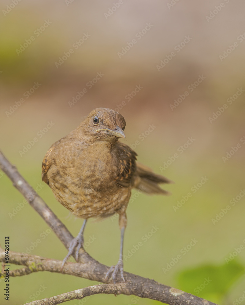 Clay Colored Thrush Clay Colored Thrush
