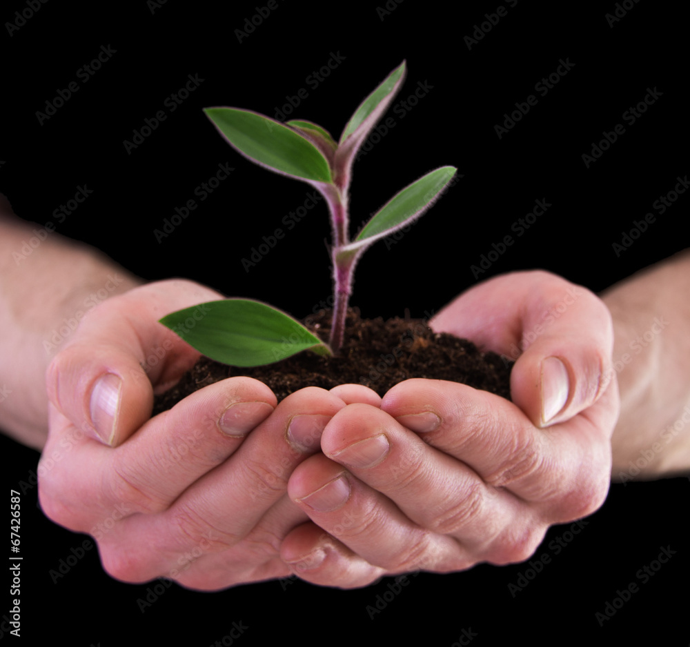 plant in hands - on black background plant in hands - on black background