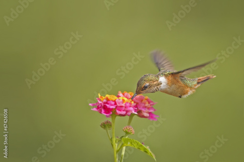 Scintillant Hummingbird-Female