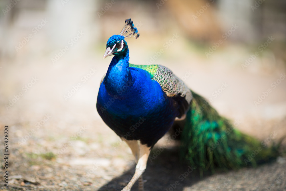 Fototapeta premium Peacock