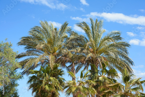 Palm trees against a blue sky