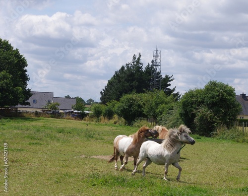 Poneys dans la campagne bretonne