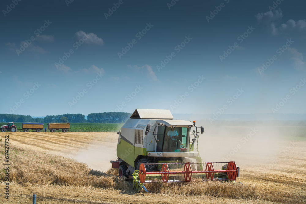 Fototapeta premium Working Harvesting Combine