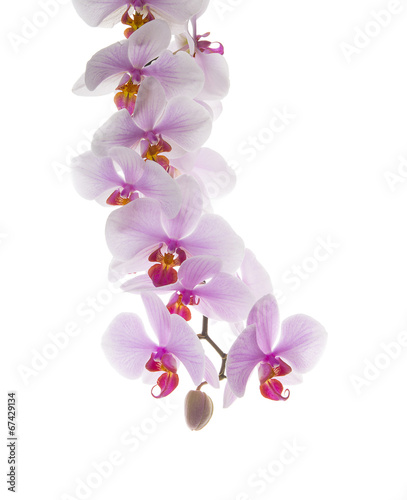 Fototapeta Naklejka Na Ścianę i Meble -  Storczyk