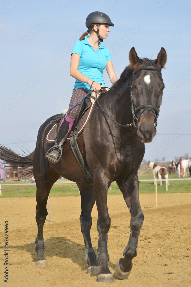 horse jumping horse jumping
