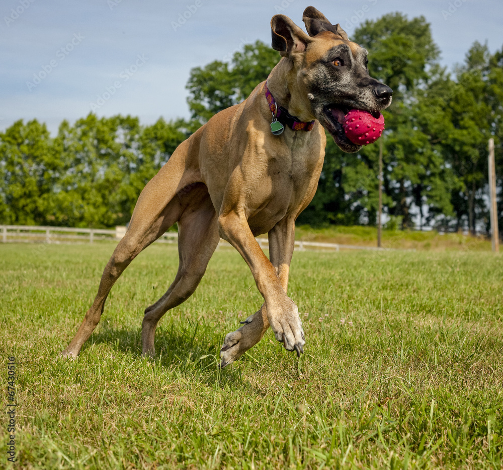 Great Dane running with ball in mouth front leg off ground