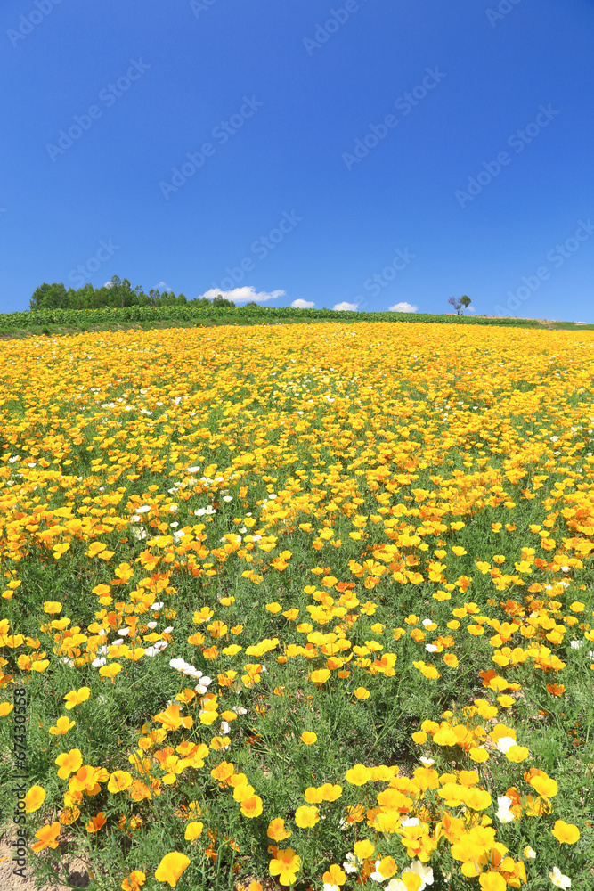 色彩の丘の花畑