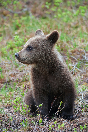Cub of a brown bear