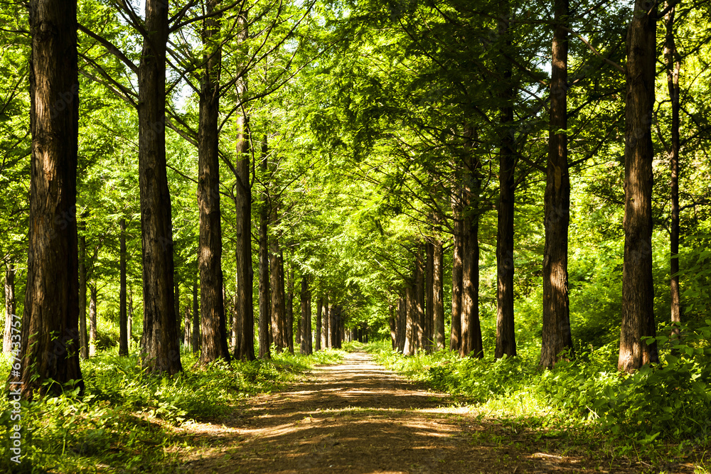 Lighting Tree Trail