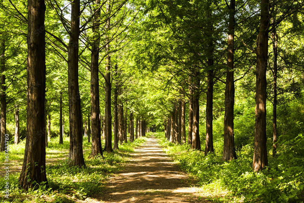 Fototapeta premium Lighting Tree Trail