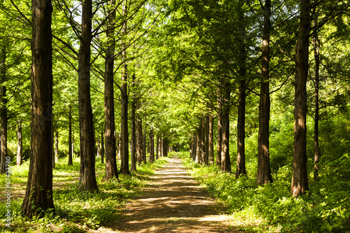 Fototapeta Naklejka Na Ścianę i Meble -  Lighting Tree Trail