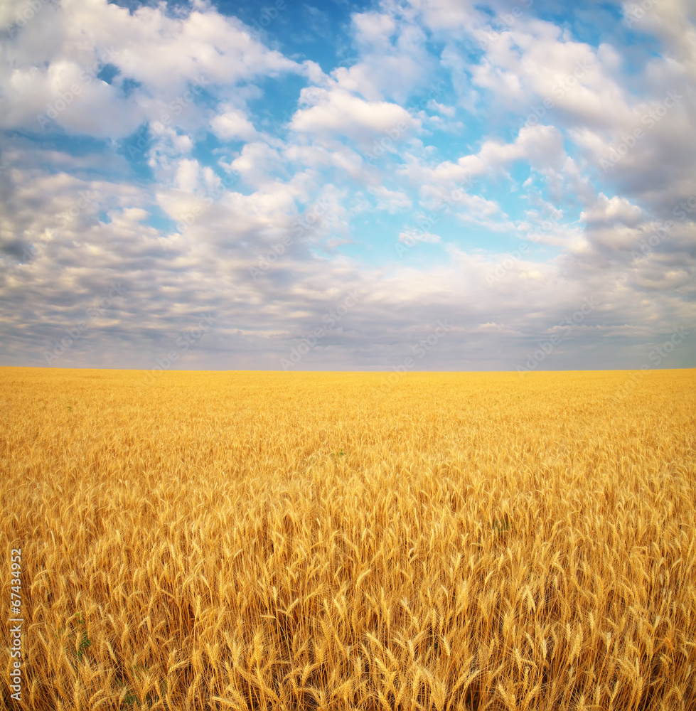 Meadow of wheat.