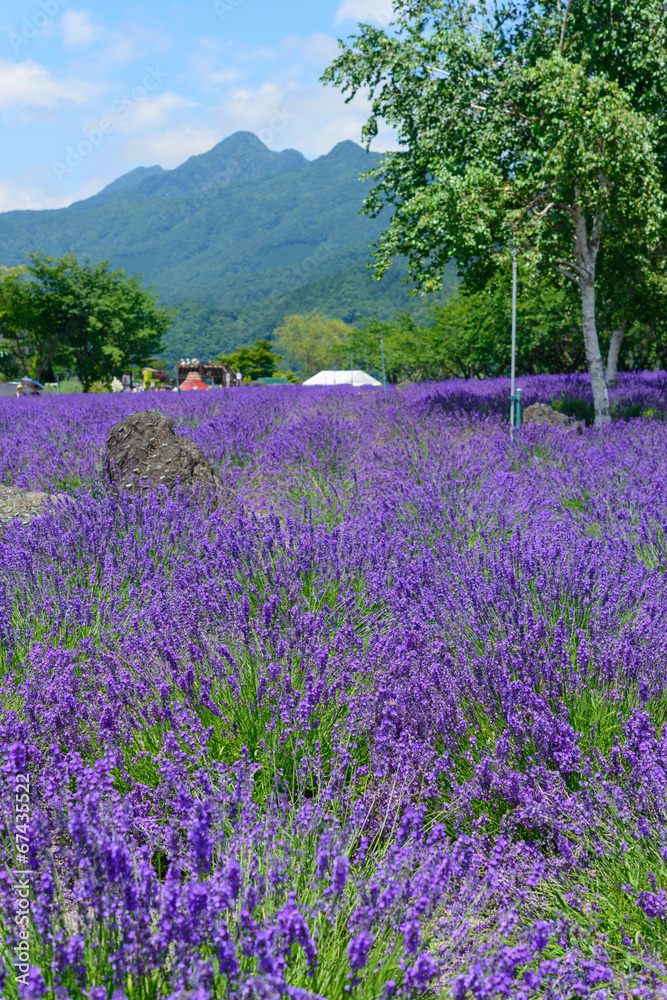 Lavender in the Yagisaki Park at Lakeside of Kawaguchi