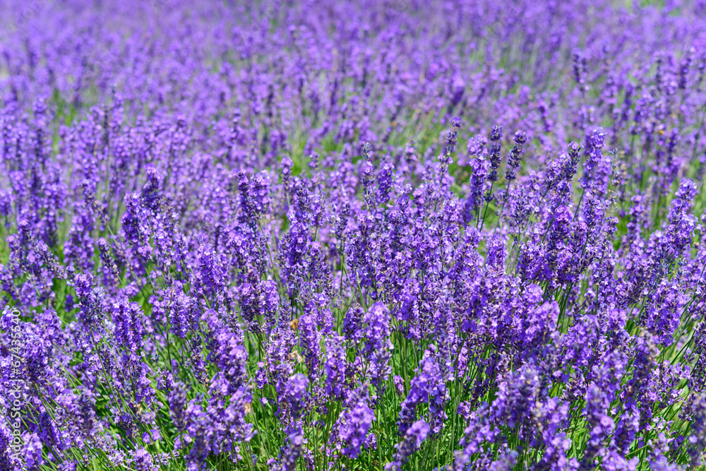 Lavender in the Yagisaki Park at Lakeside of Kawaguchi Lavender in the Yagisaki Park at Lakeside of Kawaguchi