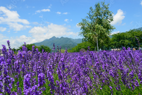 Lavender in the Yagisaki Park at Lakeside of Kawaguchi