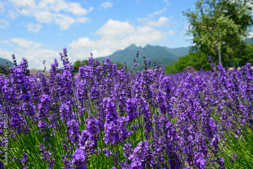 Lavender in the Yagisaki Park at Lakeside of Kawaguchi