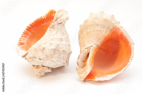 The seashells