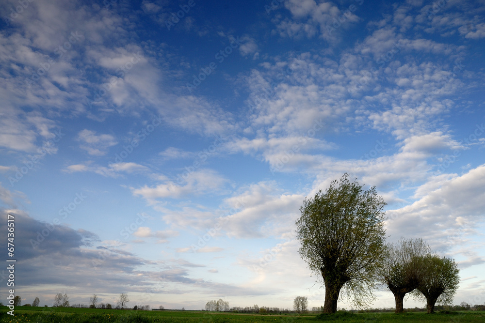 Obraz premium three trees