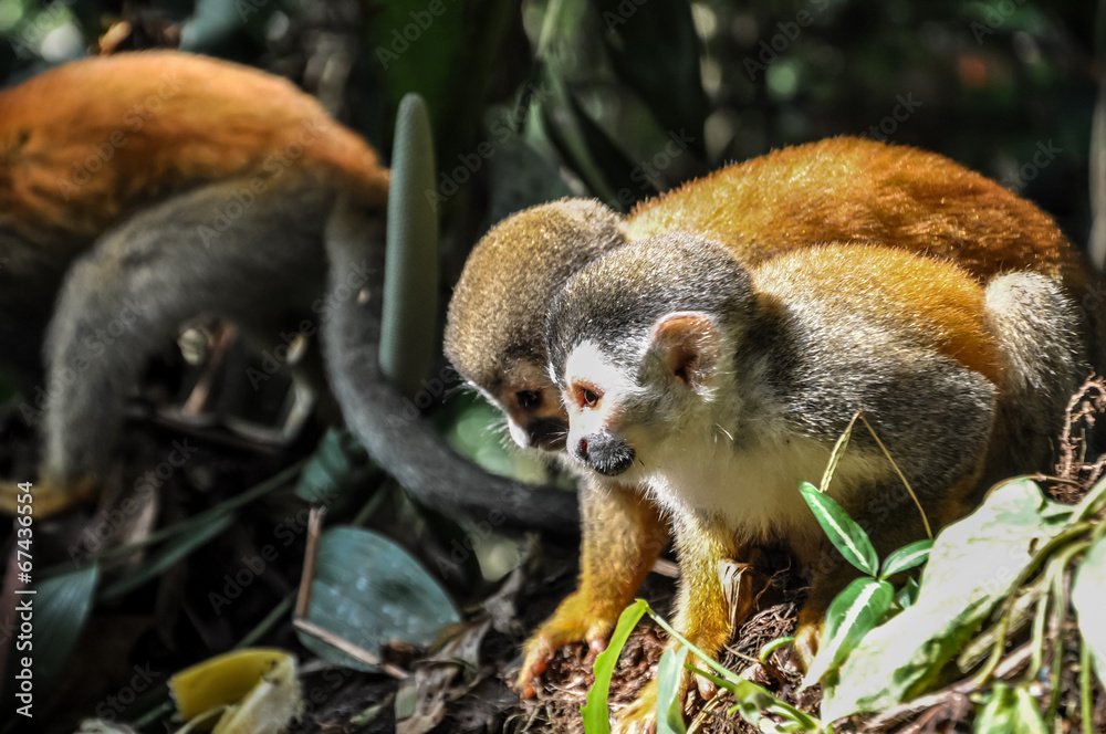 Obraz premium Titi Monkeys Playing