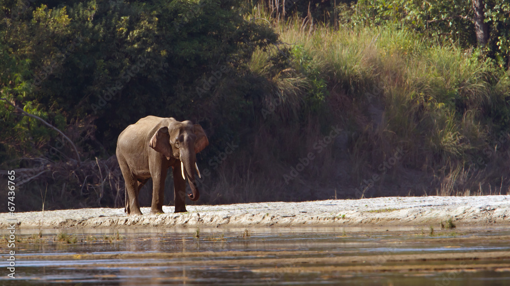 Fototapeta premium Wild Asian Elephant in Bardia, Nepal