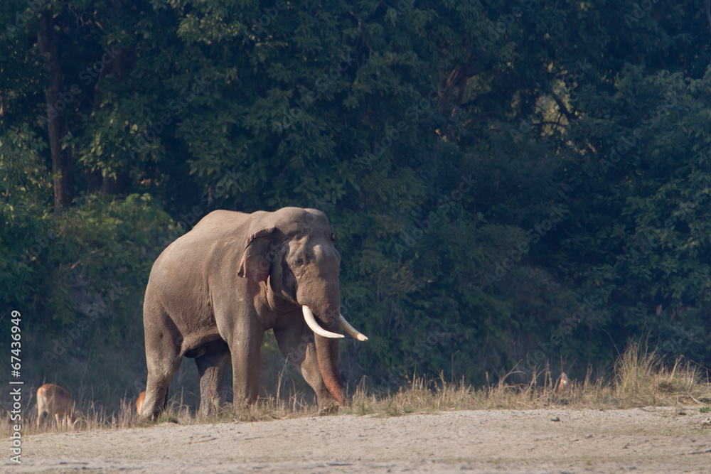 Obraz premium Wild Asian Elephant in Bardia, Nepal