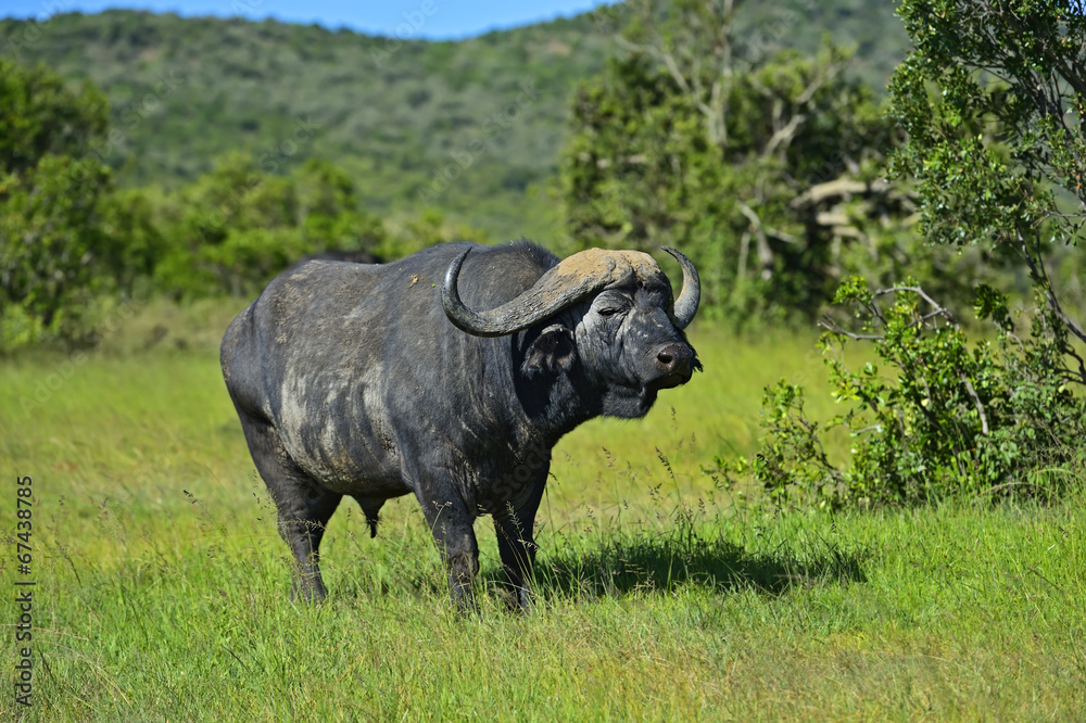 Fototapeta premium Buffaloes