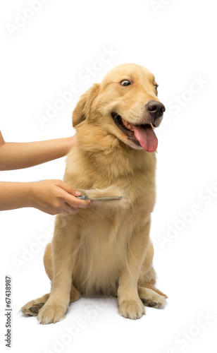 Brushing Dog Fur