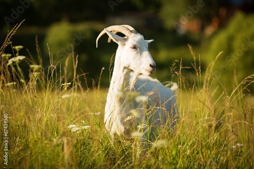 White horned goat grazed on a green meadow photo