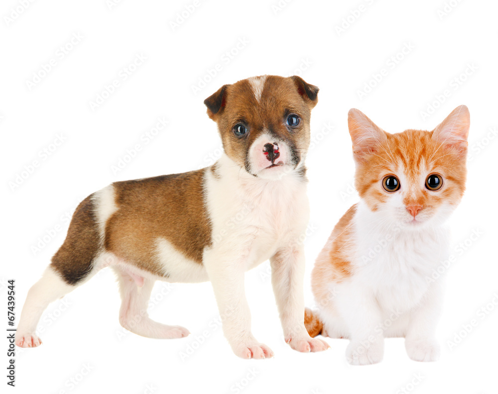 Little puppy and kitten isolated on white