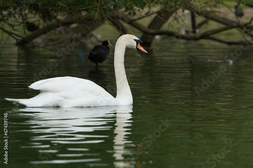 Mute Swan, Cygnus olor