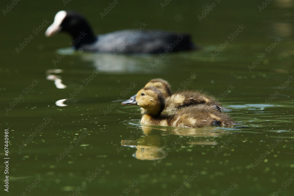 Common Pochard, Pochard, Aythya ferina Common Pochard, Pochard, Aythya ferina