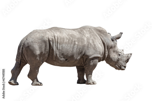 Rhino isolated on white