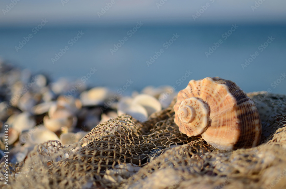 Still life with the seashell and fishing net on the beach