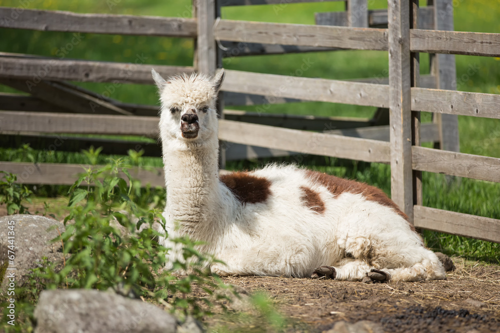 Obraz premium Alpaca in a petting zoo
