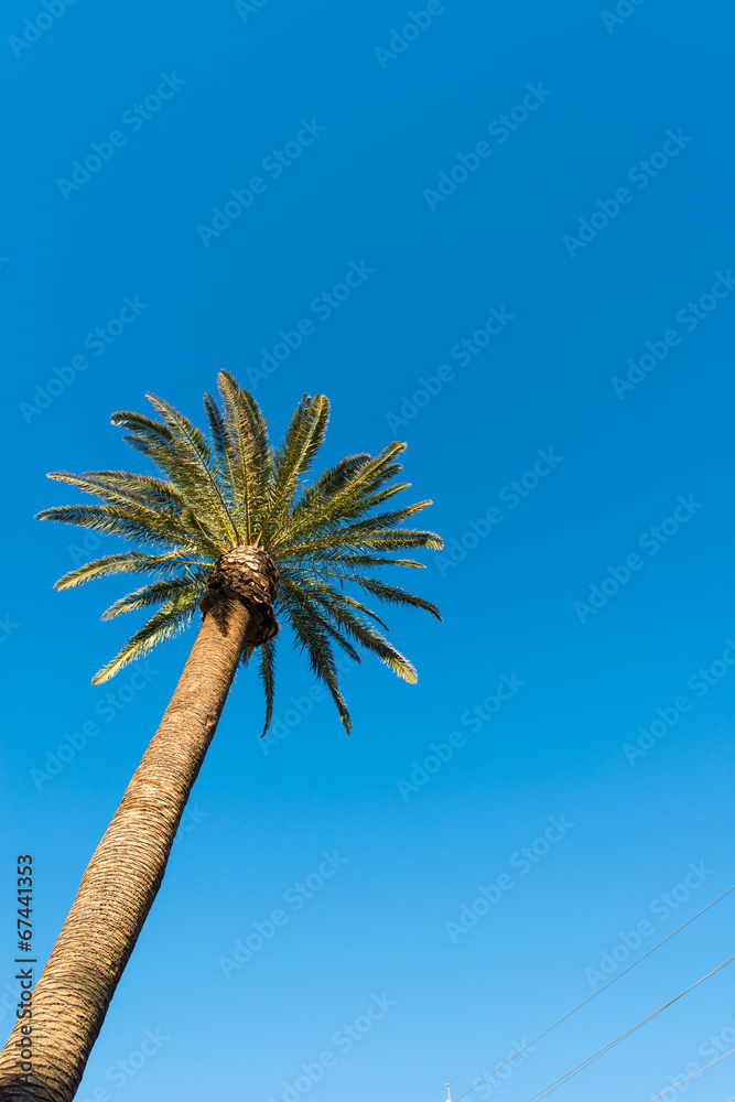 Palms trees on the beach during bright day Palms trees on the beach during bright day
