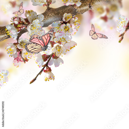 Apricot flowers in spring, floral background