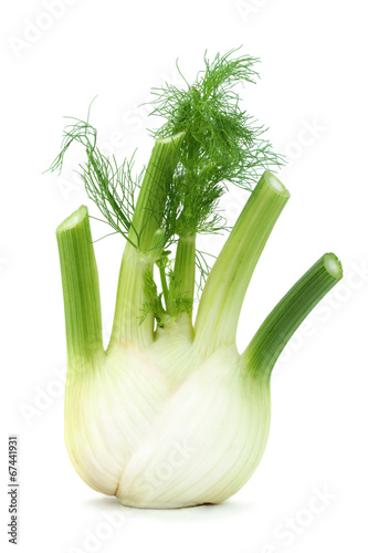 Fresh fennel isolated on white background.