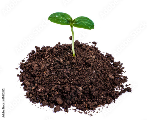 Green seedling growing from soil