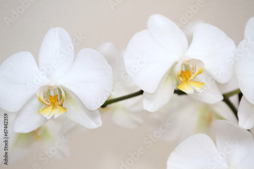 Fototapeta Naklejka Na Ścianę i Meble -  Beautiful white orchid, macro shot
