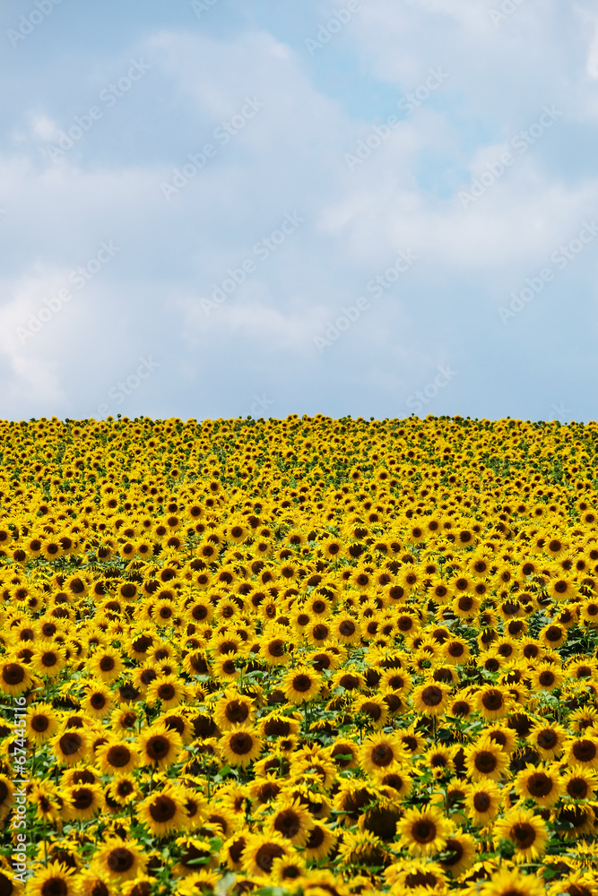 Obraz premium Sonnenblumen