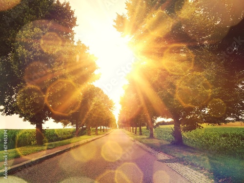 Behang Warm sun on a alley in Stuttgart Hohenheim